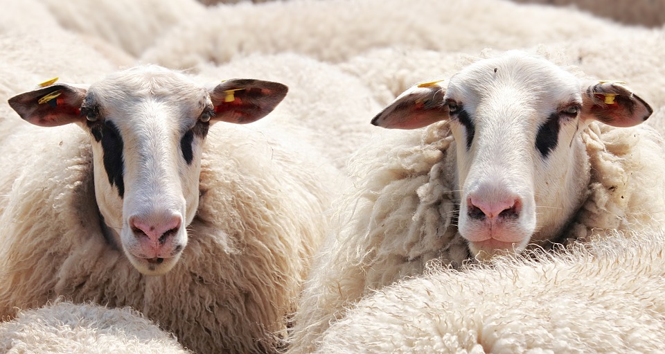 Differences between Pure wool and New Zealand wool